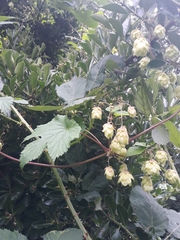 Humulus lupulus