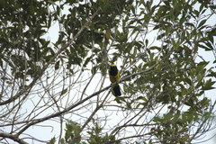 Melanochlora sultanea