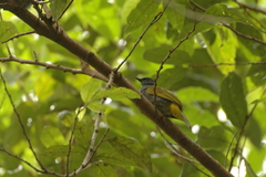 Rubigula cyaniventris