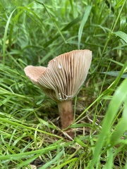 Russulaceae