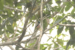 Eurylaimus ochromalus