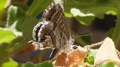 Cacyreus marshalli