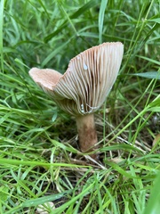 Russulaceae