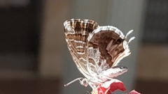 Cacyreus marshalli