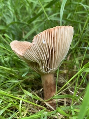 Russulaceae