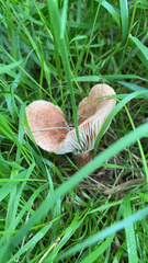 Russulaceae