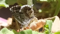 Cacyreus marshalli