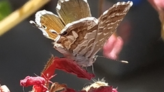 Cacyreus marshalli