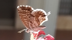 Cacyreus marshalli