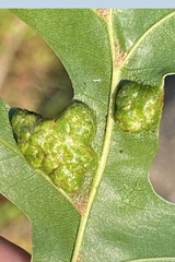 Callirhytis favosa