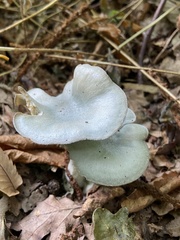 Clitocybe odora