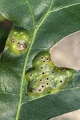 Callirhytis favosa