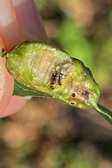 Callirhytis favosa