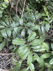 Zamioculcas zamiifolia image