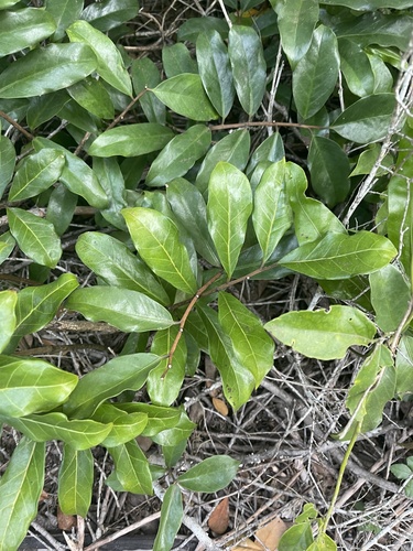 Zamioculcas image