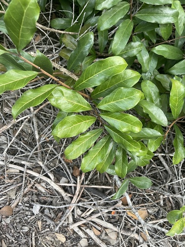 Zamioculcas zamiifolia image