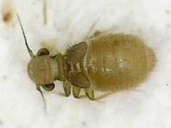 Psocodea