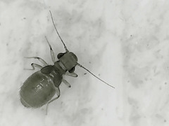Psocodea