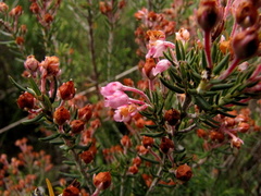 Erica irregularis