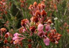 Erica irregularis