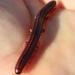 Fynbos Stripe Red Millipede - Photo (c) Tony Rebelo, some rights reserved (CC BY-SA), uploaded by Tony Rebelo