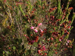 Erica irregularis