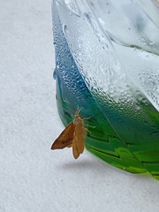 Mellilla xanthometata