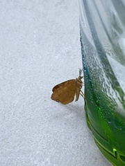 Mellilla xanthometata