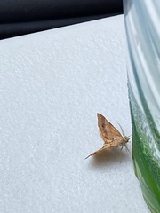 Mellilla xanthometata