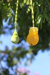 Parkia speciosa
