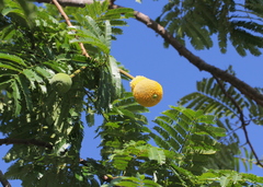Parkia speciosa