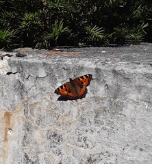 Aglais urticae urticae