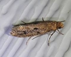 Niditinea orleansella