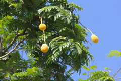 Parkia speciosa