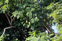 Parkia speciosa