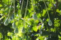 Parkia speciosa