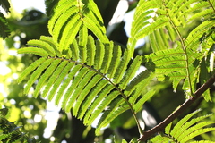 Parkia speciosa