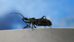 Coranus