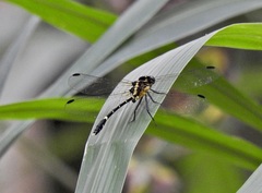 Austrogomphus prasinus