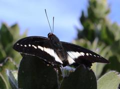 Charaxes brutus natalensis