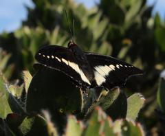 Charaxes brutus natalensis