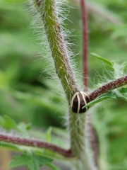 Zygogramma suturalis