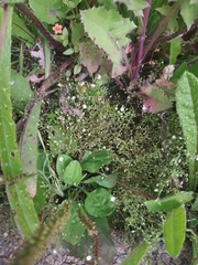 Arenaria serpyllifolia