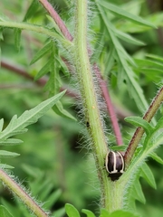 Zygogramma suturalis