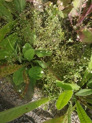Arenaria serpyllifolia