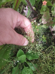 Arenaria serpyllifolia