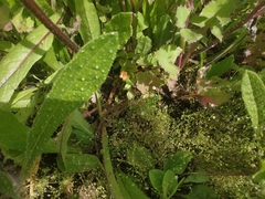 Arenaria serpyllifolia