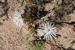 Vanzijlia annulata