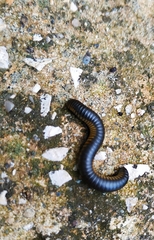 Ommatoiulus rutilans