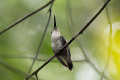 Thalurania watertonii